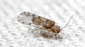 פְּסִיקוֹנִאִים או פְּסוֹקָאִים הם חרקים קטנים שאוהבים לחות עובש וטחב
