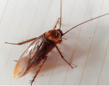 You are currently viewing ג'וקים מהמזגן